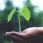 A small plant growing out of a person's hand.