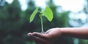 A small plant growing out of a person's hand.